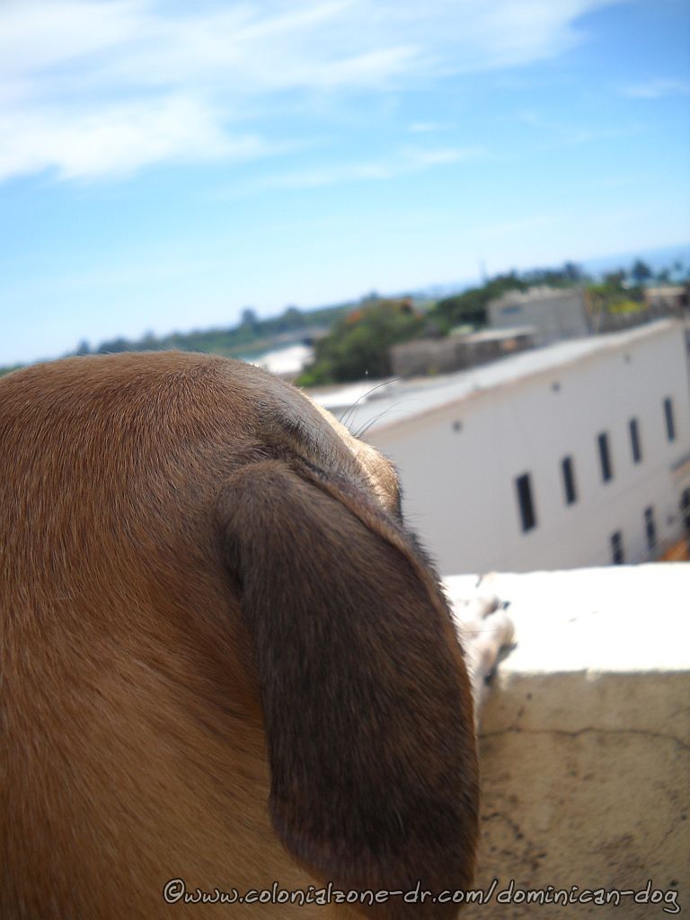 Teli, The Dominican Dog, taking in the beautiful view of the Zona Colonial